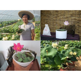  Lọ Thủy Canh Cho Sen Mini Nhật