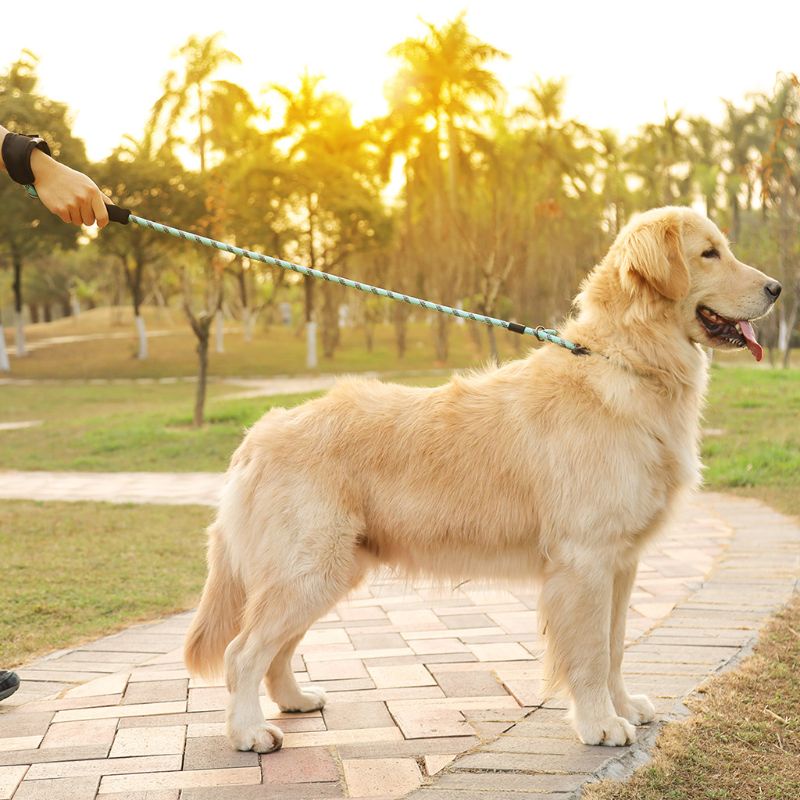Dây Dắt Thú Cưng Đi Dạo Bằng Nylon Phản Quang Với Tay Cầm Mềm Mại Kèm Khóa Giới Hạn Tiện Dụng