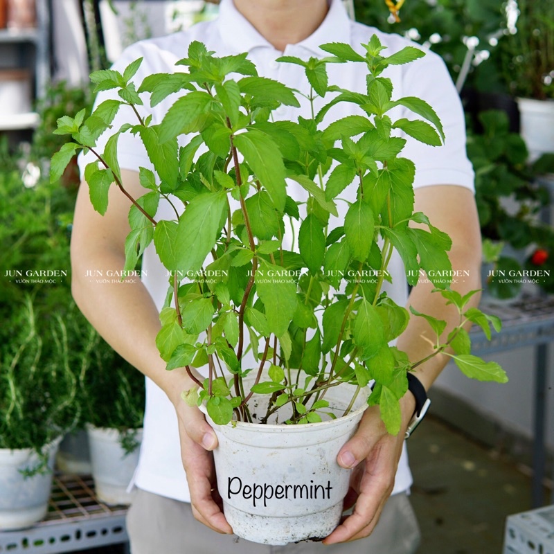 Cây Bạc Hà Peppermint JUN GARDEN làm gia vị, nước uống