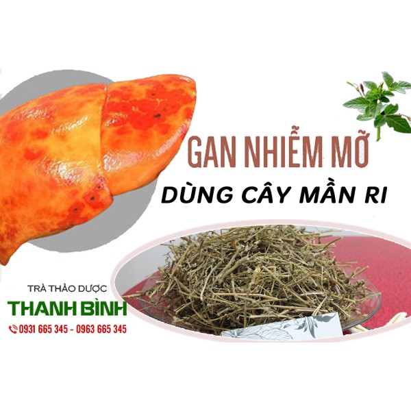 Cây Thuốc Quý Trị Bệnh