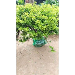 CÂY MAI CHIẾU THỦY