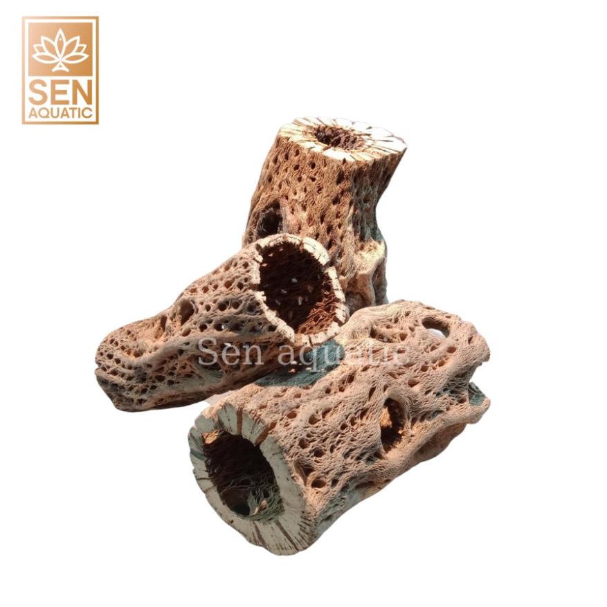 Lũa Cholla Teddy Bear