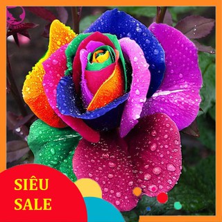 10 Hạt giống Hoa hồng 7 màu (tặng gói Kích nẩy mầm và Hướng dẫn)