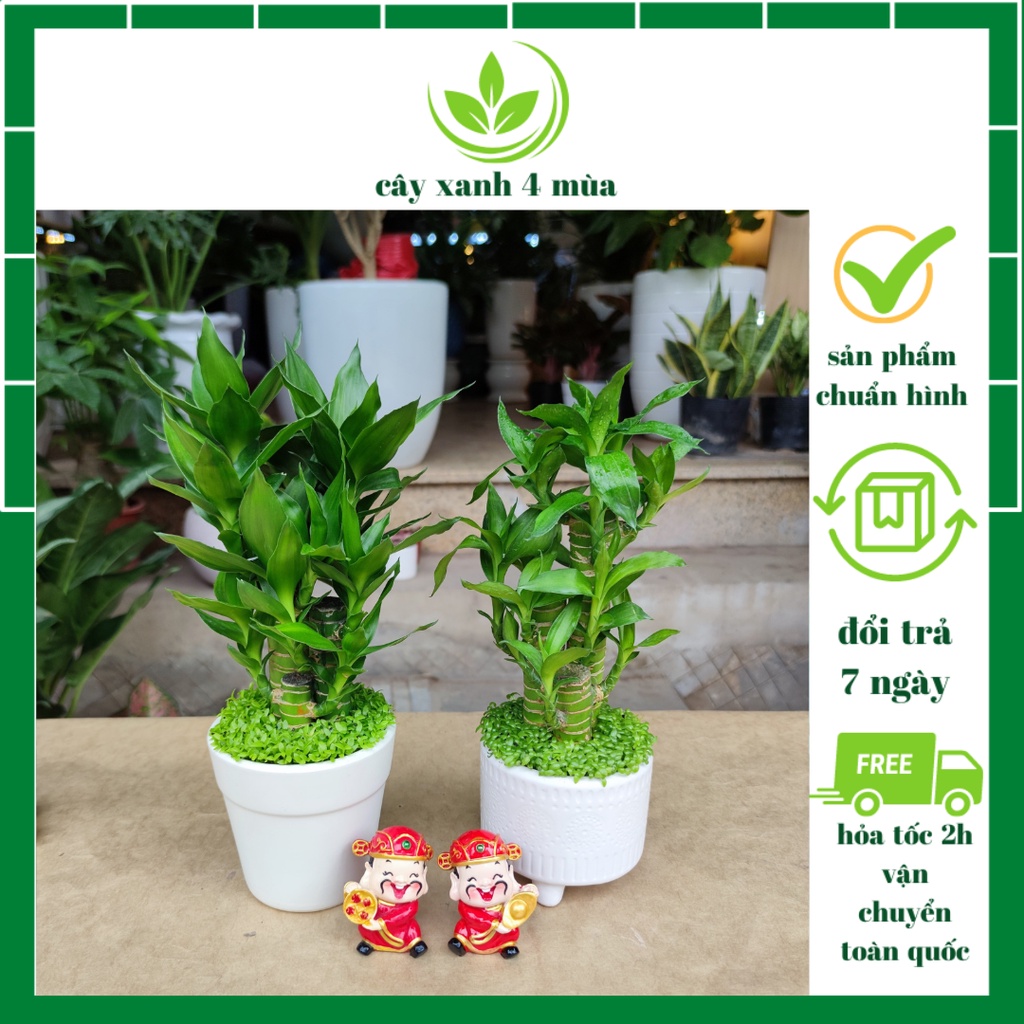 Cây Trúc Phú Quý Phát Tài phát lộc Phong thủy Để Bàn Kèm Chậu Gốm cao 25-30cm Thân to, thân bé(gửi chậu hình ngẫu nhiên)