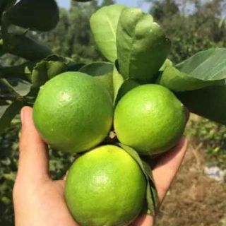 Cây 🌲 🍋 Chanh ko hạt ( đang trái to)