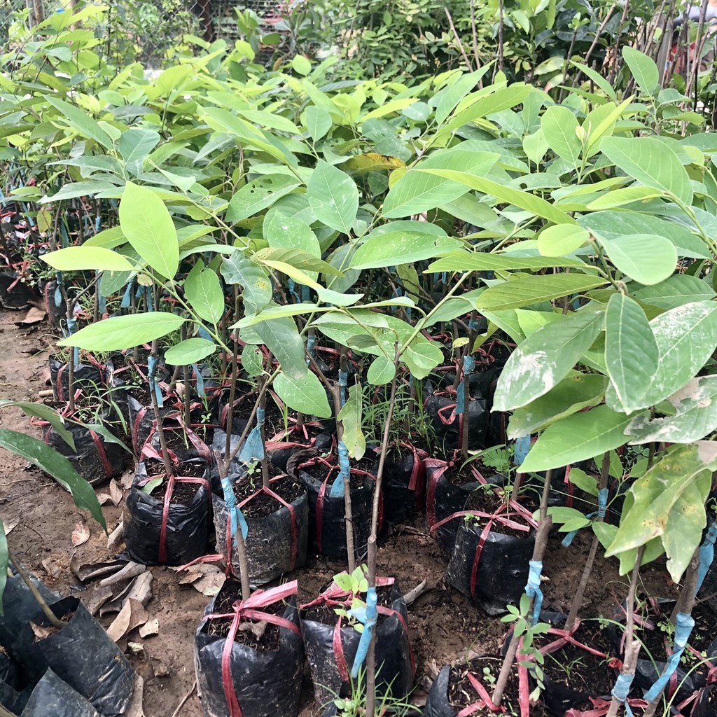 Cây na sầu riêng cao 50cm ra trái sau 12 tháng  - Chuẩn F1.