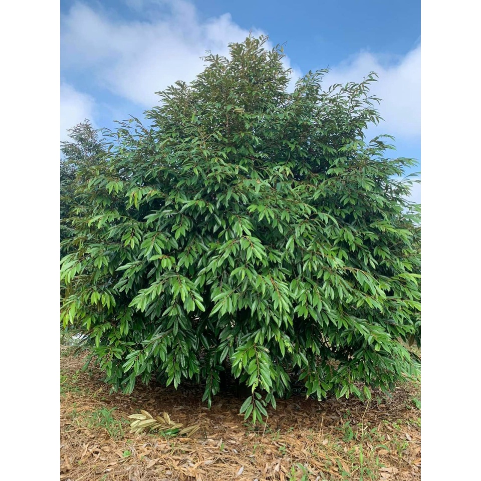 PHÂN DƠI SỆT - GIÚP TỐT CÂY, ĐẸP TRÁI, CẢI TẠO ĐẤT -  phân bón hữu cơ cao cấp - Can 5L