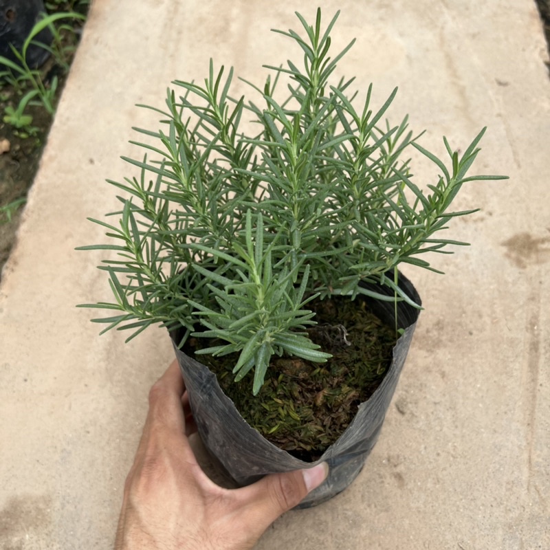 Bịch cây hương thảo để bàn cỡ nhỏ, cây tỏa hương thơm dịu nhẹ giúp đuổi muỗi và trang trí nội thất