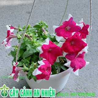 Chậu hoa dạ yến thảo