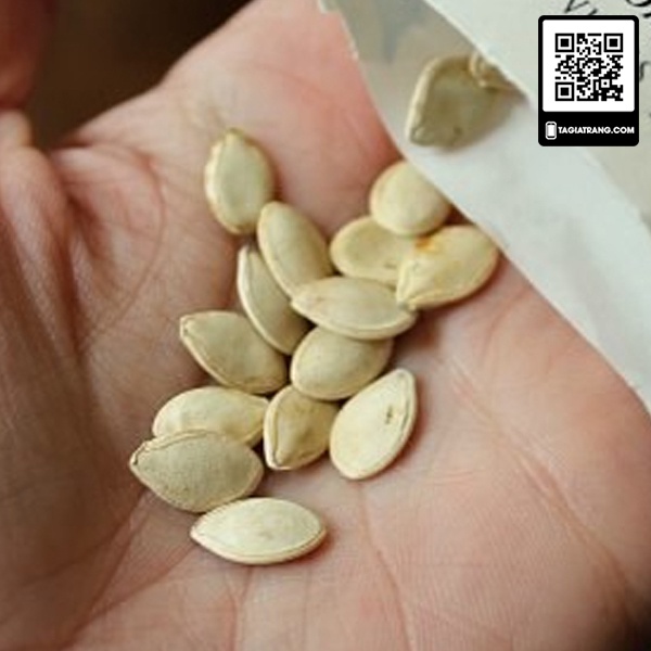 [Bán sỉ] - Hạt giống bí ngồi xanh