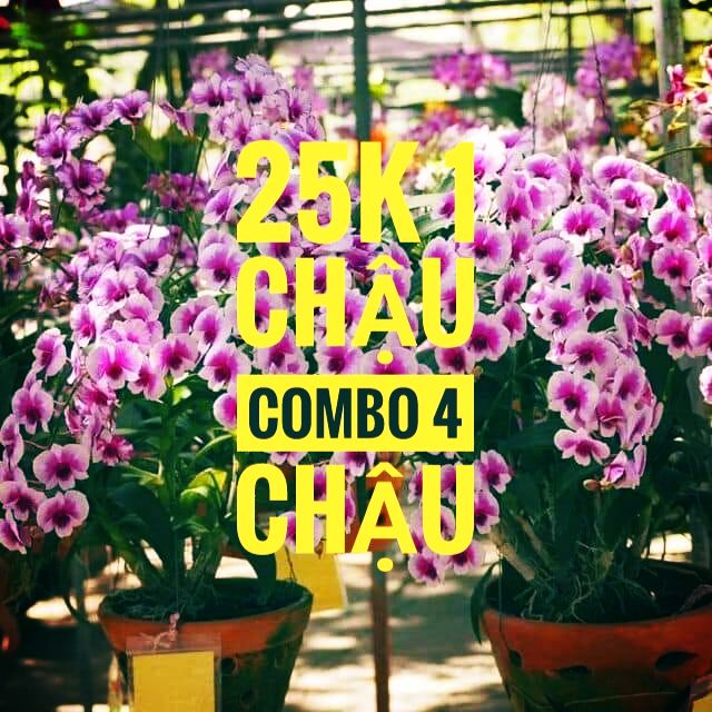 Combo 4 chậu yaya mini giống