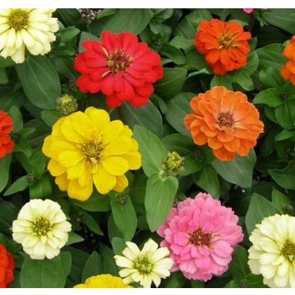HẠT GIỐNG HOA CÚC LÁ NHÁM Hạt Zinnia Tinh tế Màu sắc sắc nét tươi sáng đẹp mắt