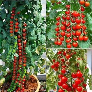 Hạt giống cà chua bi chùm