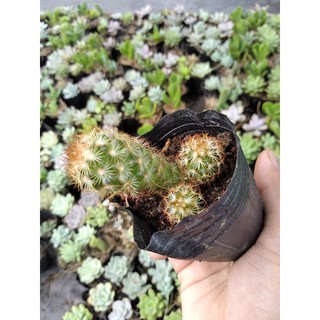 🌵🌵🌵Sương rồng thạch trụ cute🥰🥰🥰