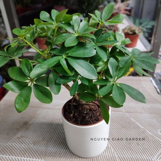 Cây ngũ gia bì loại 1 gốc để