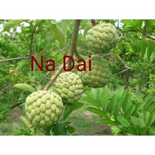 Cây giống na dai