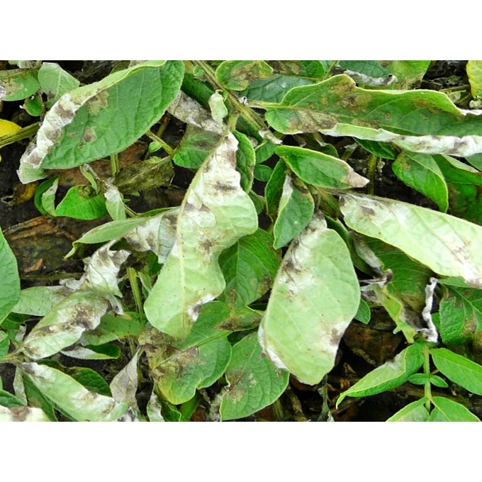 Man India_Bổ xung vi lượng Kẽm Zn + Magie Mg, trừ bệnh sương mai, thán thư, đốm vòng, nứt thân xì mủ, héo xanh