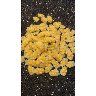 Hoa Cúc Uốn Làm Bằng 100% Bột Mỹ- Bao Đẹp( Giá 1 Bông )