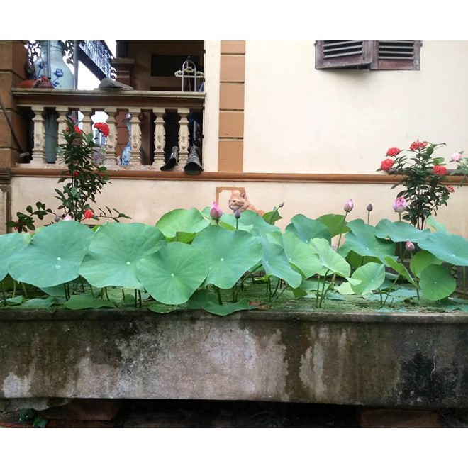 Hạt giống sen hồng quê hương - 10 hạt luckyseed hạt siêu rẻ