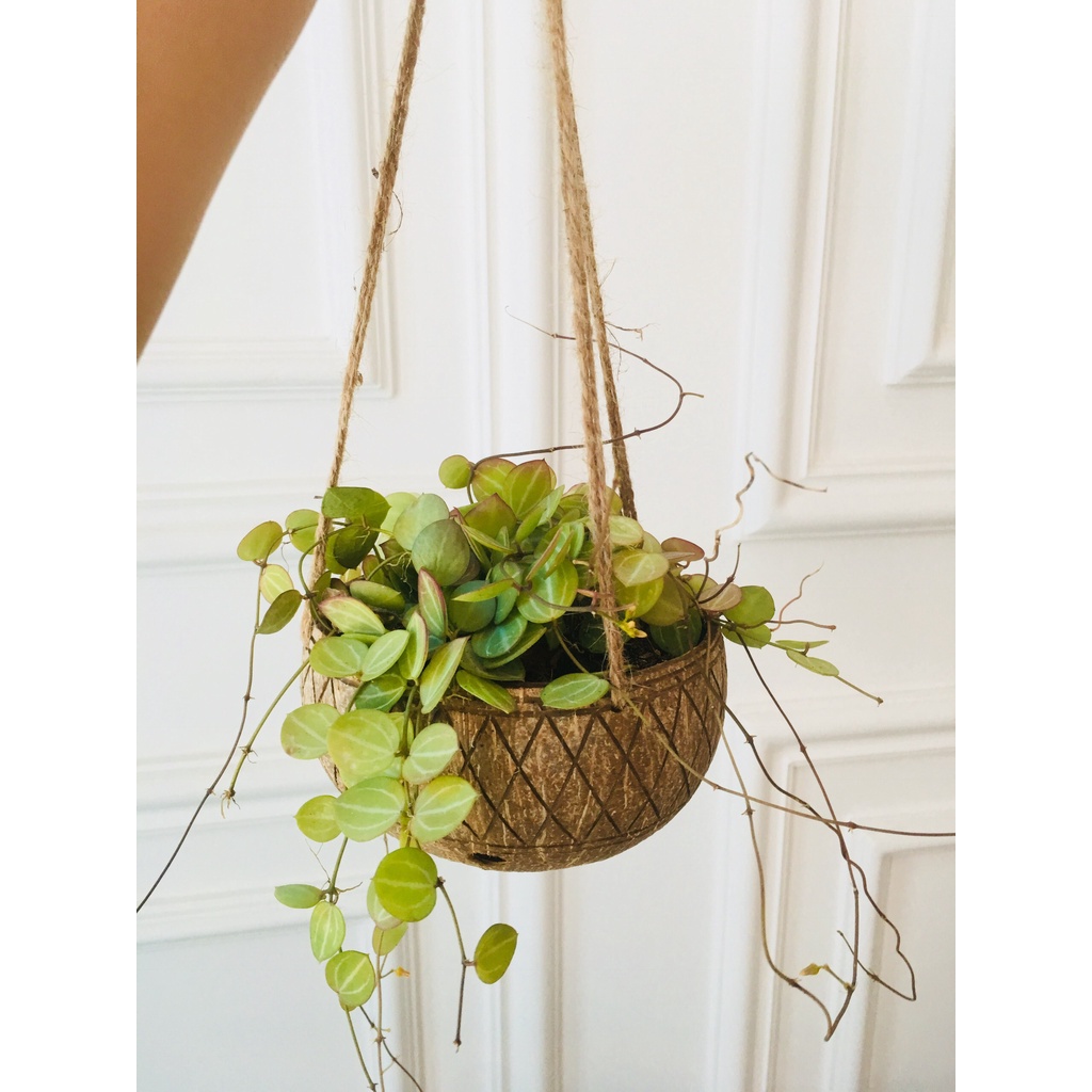 Combo 10 gáo dừa treo hoa văn viền, đường kính 13-15cm, trồng lan, sen đá, xương rồng...