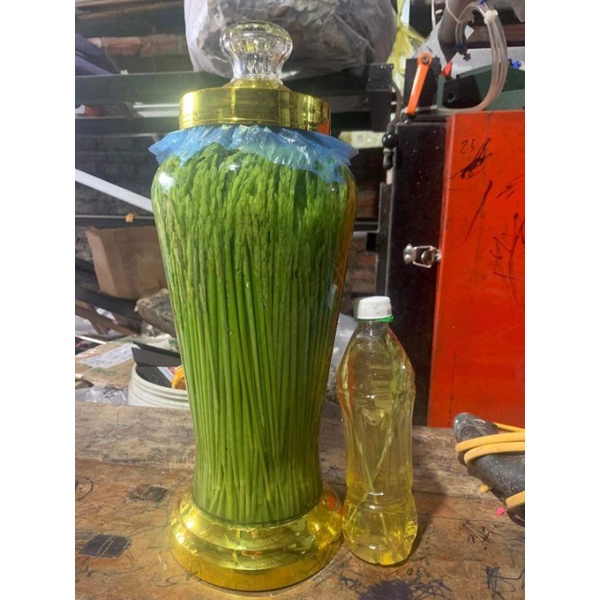 Đòng đòng ngâm rượu