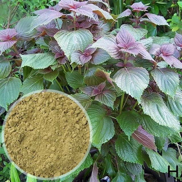 Bột lá tía tô nguyên chất Organic - Bột handmade