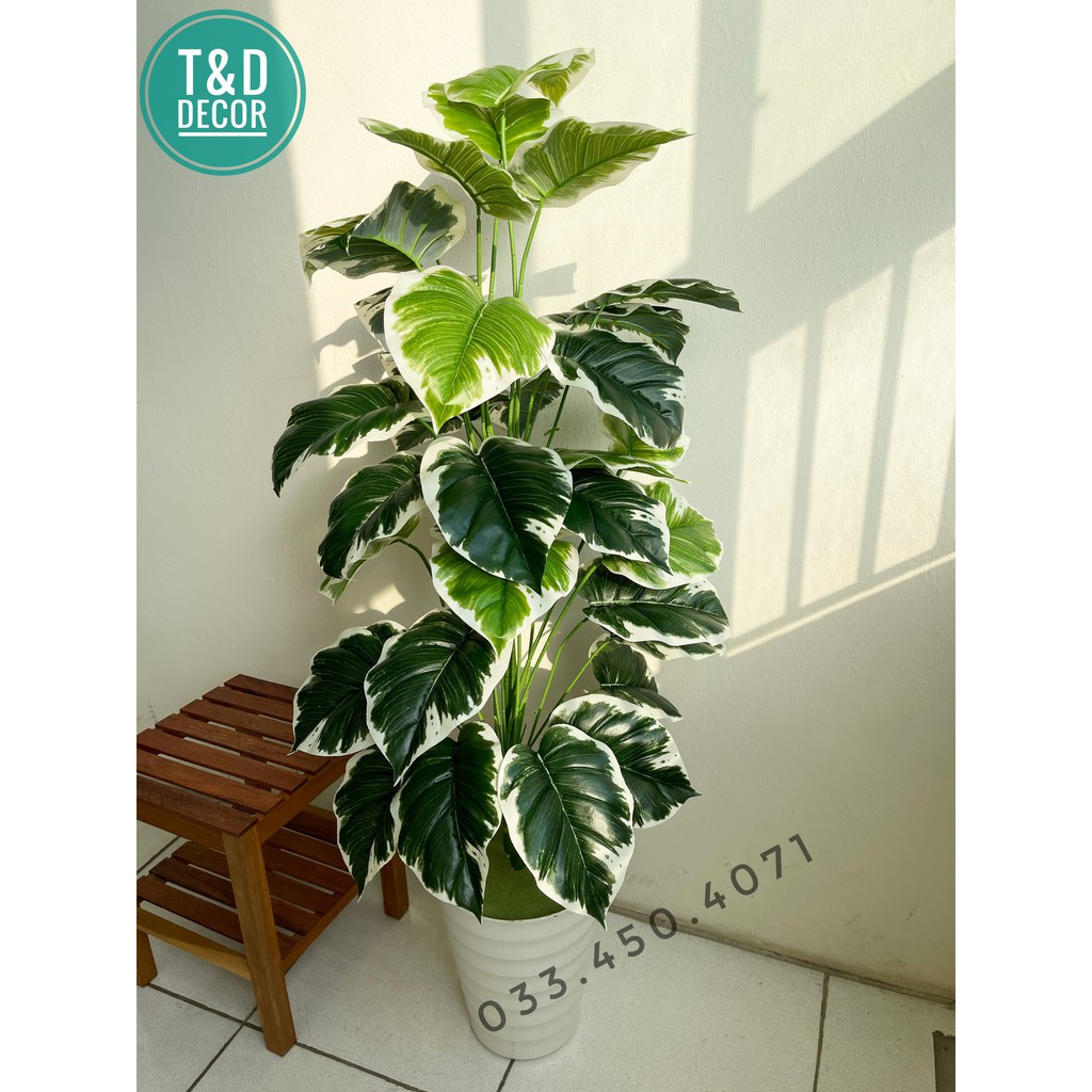 Trầu bà giả, hoa tiết viền trắng cao 1M2 - Cây giả decor