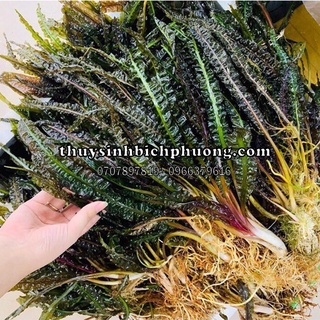 TIÊU THẢO BALANCE LÁ NHĂN - CÂY THUỶ SINH DỄ TRỒNG KHÔNG CO2