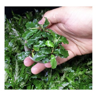 Cây Thủy Sinh Bucep