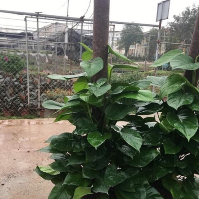 Cây trầu bà leo cột
