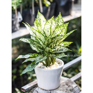 Cây Ngọc Ngân Để Bàn