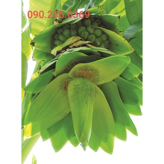 HẠT CHUỐI CÔ ĐƠN ( CHUỐI MỒ CÔI)