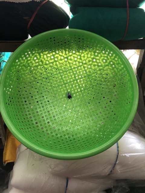 Xề nhựa/Xịa Nhựa