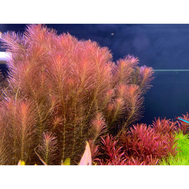 Cây Thủy Sinh Rotala Wallichii