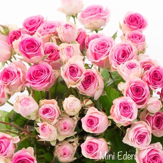 [Hồng Hồng Garden] - Cốc nhập Trung - Mini Eden