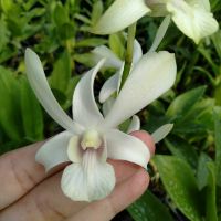 Các loại nắng cây giống