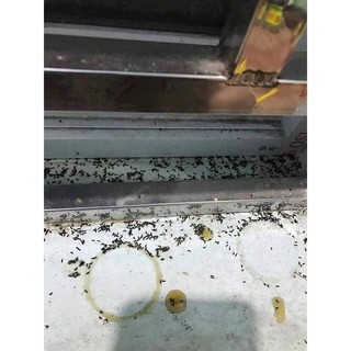 THUỐC DIỆT KIẾN, DIỆT GIÁN