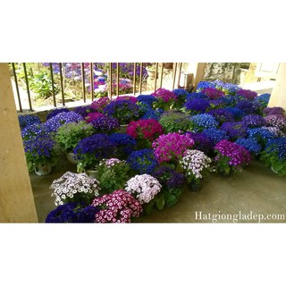 Hạt Giống Hoa Vân Anh