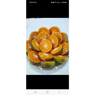 GIỐNG CÂY QUÝT ĐƯỜNG ÔN CHÂU ( CHO TRÁI SIÊU SỚM )