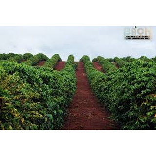 Cây giống Cà phê vối (Robusta)