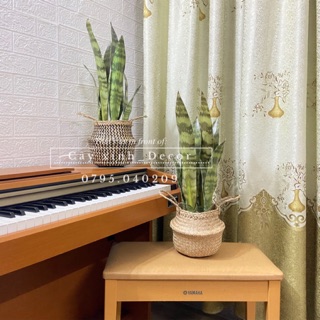Cây lưỡi hổ vàng anh 70cm tặng cói