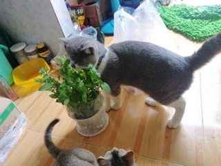 Bạc hà Mèo ( Catmint)