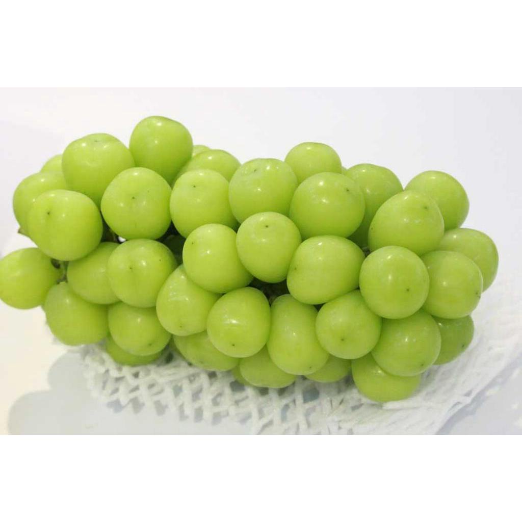 NHO MẪU ĐƠN-CÂY GIỐNG