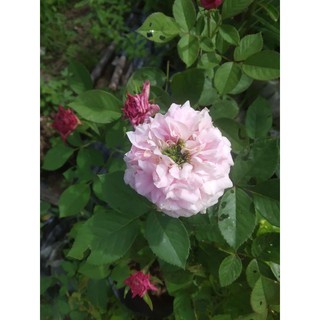 Hồng Carey đột biến nhụy xanh