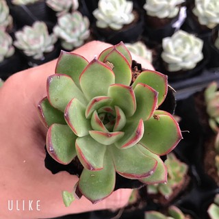 Sen Đá Viền Lửa |FREESHIP| XUẤT XỨ VIỆT NAM, ĐÃ THUẦN KHÍ HẬU, SIÊU KHOẺ ĐẸP, LỖI 1 ĐỔI 1