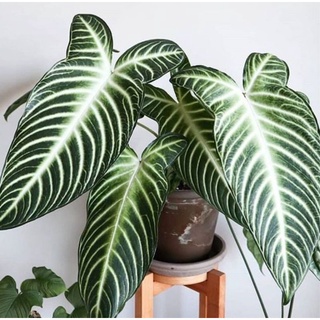 Chậu Caladium Lindenii - Môn Thái Lindenii