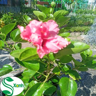 Hoa Dâm Bụt Thái Cánh Kép