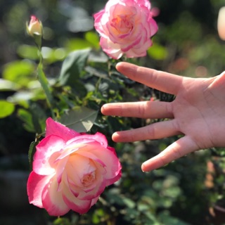 Hoa hồng cherry parfait