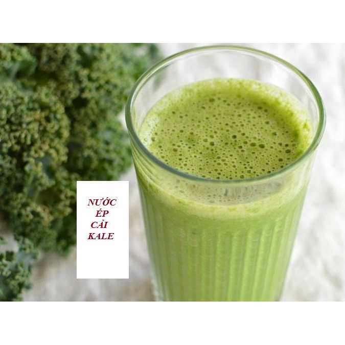 CÂY GIỐNG CẢI XOĂN KALE # MUA 10 CÂY TẶNG 1 CÂY_ KÈM PHÂN HỮU CƠ CÁ HỒI NAUY NHẬP KHẨU