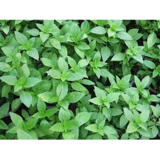 Hạt giống Húng Quế Rado 25 (10g)